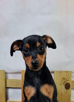 Les chiots de Pinscher nain