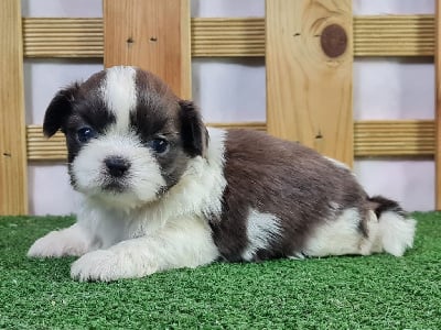 Les chiots de Shih Tzu