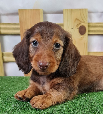 Les chiots de Teckel poil long