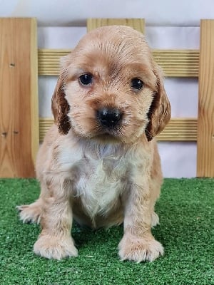 Les chiots de Cocker Spaniel Anglais