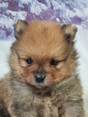 Les chiots de Spitz allemand