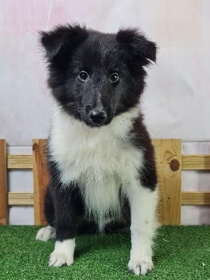 Les chiots de Shetland Sheepdog