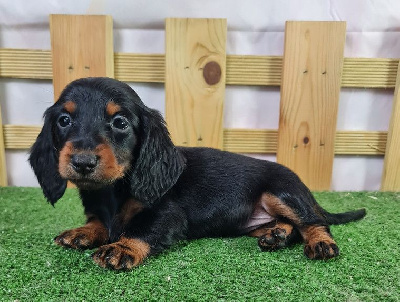 Les chiots de Teckel poil long