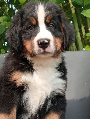 Les chiots de Bouvier Bernois