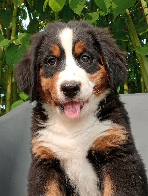 Les chiots de Bouvier Bernois