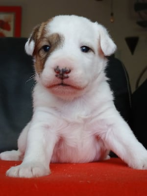 Les chiots de Jack Russell Terrier