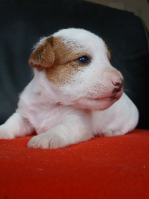 CHIOT 1 - Jack Russell Terrier