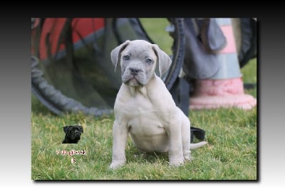 Les chiots de Cane Corso