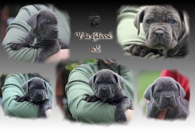 Les chiots de Cane Corso