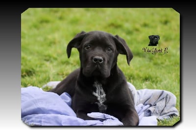 Les chiots de Cane Corso