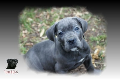 Les chiots de Cane Corso