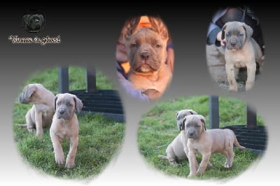 Les chiots de Cane Corso