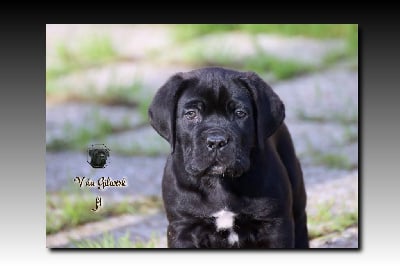 Les chiots de Cane Corso