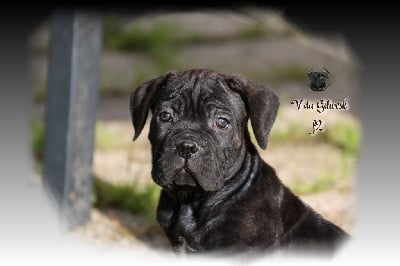 Les chiots de Cane Corso