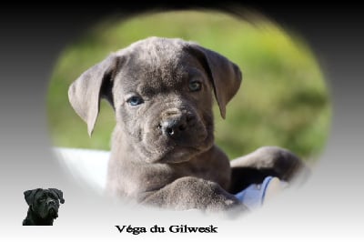 Les chiots de Cane Corso