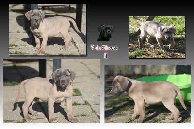 Les chiots de Cane Corso