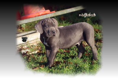 Les chiots de Cane Corso