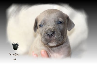 Les chiots de Cane Corso