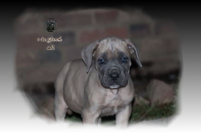 Les chiots de Cane Corso