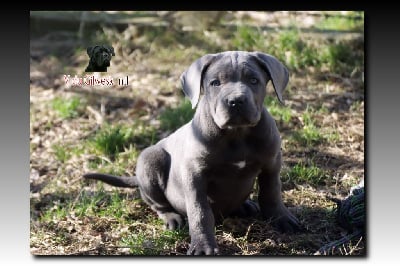 Les chiots de Cane Corso