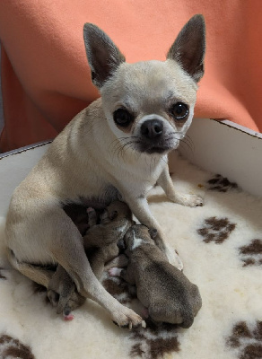 Les chiots de Chihuahua