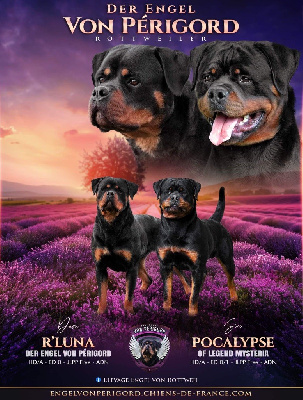 Les chiots de Rottweiler