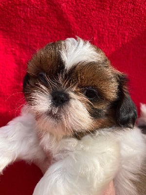 Les chiots de Shih Tzu