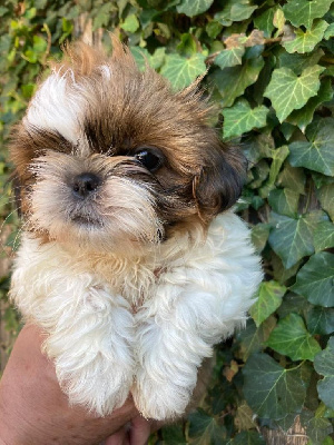 Les chiots de Shih Tzu