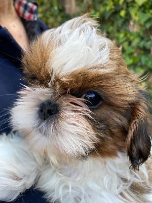 Les chiots de Shih Tzu