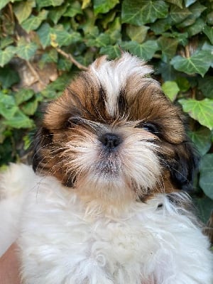 Les chiots de Shih Tzu