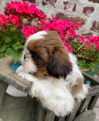 Les chiots de Shih Tzu