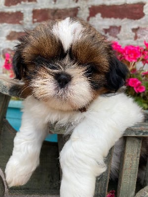 Les chiots de Shih Tzu