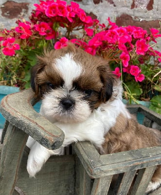 Les chiots de Shih Tzu