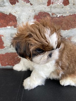 Les chiots de Shih Tzu