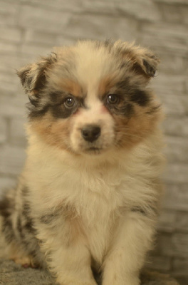 Les chiots de Berger Australien