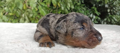 Les chiots de Berger de Beauce