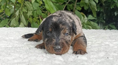 Les chiots de Berger de Beauce