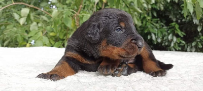 Les chiots de Berger de Beauce