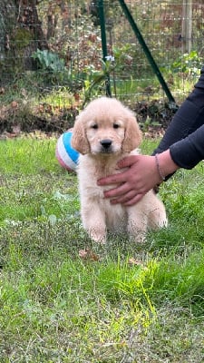 Les chiots de Golden Retriever