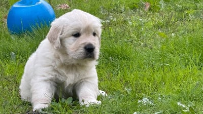 Les chiots de Golden Retriever