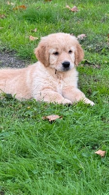 Les chiots de Golden Retriever