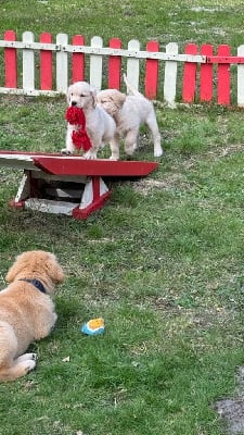 Les chiots de Golden Retriever