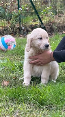 Les chiots de Golden Retriever