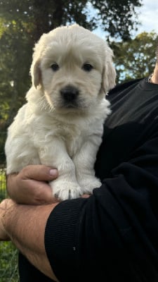 Les chiots de Golden Retriever