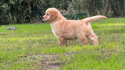 Les chiots de Golden Retriever