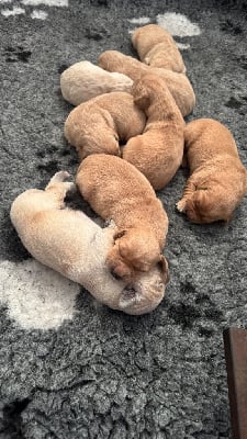 Les chiots de Golden Retriever