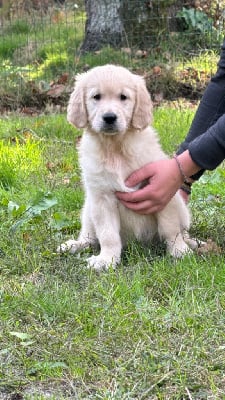 Les chiots de Golden Retriever