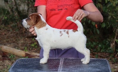 Velvet Russtyle's du Vallon de l'Alba - Jack Russell Terrier