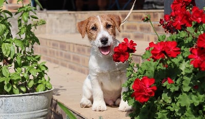 Les chiots de Jack Russell Terrier