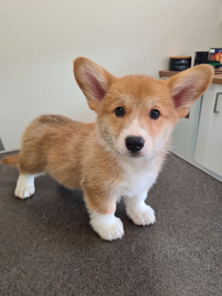 VIK - Welsh Corgi Pembroke